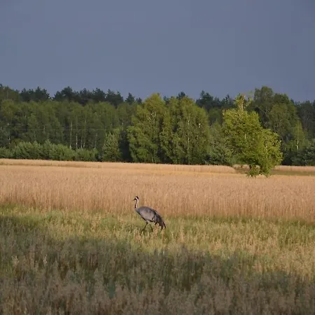 Staw I Koza Διαμέρισμα